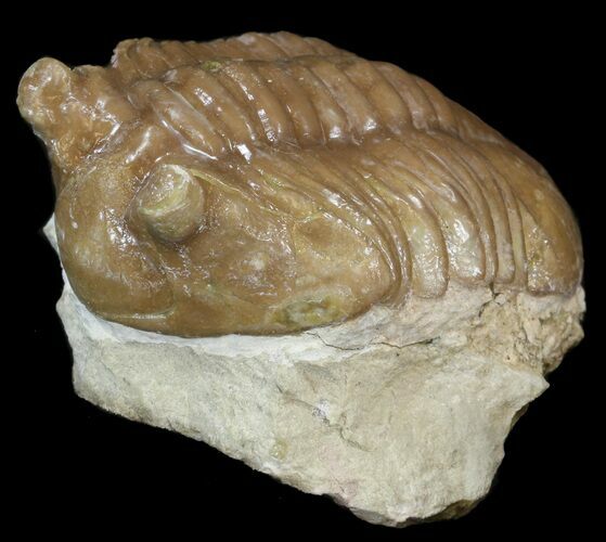 Asaphus Cornutus Trilobite - Russia #43679